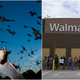 Photos: Joel Satore, Mark Ralston/AFP via Getty Images